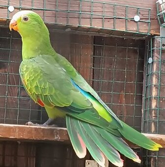 Loňský papoušek červenokřídlý - 1