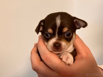 Čivava krátkosrstá štěňátka