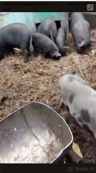 Sele, prase, vepřové maso