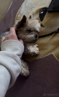 Hledáme starší fenku do rodiny