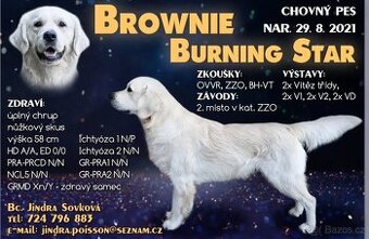 Chovný zlatý retrívr s PP ke krytí