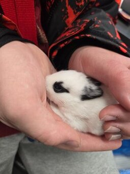 Mláďata zakrslých králíků