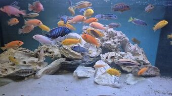 Tlamovci Malawi cyrtocara moori albín delfíni