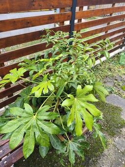 Stále zelené keře a stromy