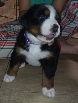 BERNSKÝ SALAŠNICKÝ -  ZIMNÍ EDICE ❄️ (BSP)