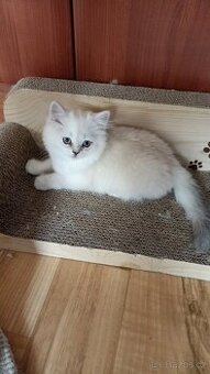 Britský kocourek s PP