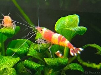 Krevetky CARIDINA RED CRYSTAL