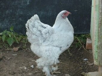 Brahmanka velká lavender  1,1