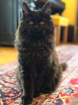 Mainská mývalí s PP