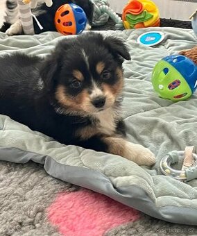 Miniaturní americký ovčák- pejsek s PP v barvě