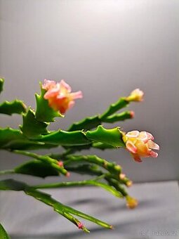 Schlumbergera - Vánoční kaktus (řízky)