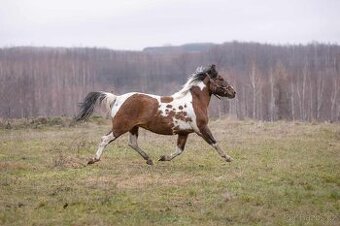Huculská klisna, hucul, homozygotní Tobiano, pony, malý kůň