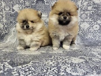 Trpasličí špic pomeranian