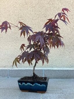 Bonsai, Bonsaj, japonský javor, skalky