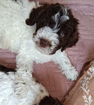 Lagotto romagnolo šteniatko