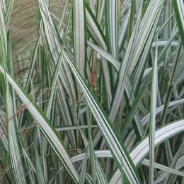 Prodám odkopek okrasné trávy Chrastice-Phalaris arundinacea