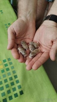 Mimča křečka Roborovského