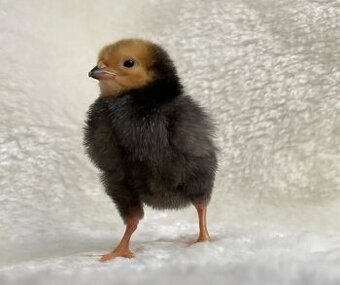 Forverka a Marans kuřata
