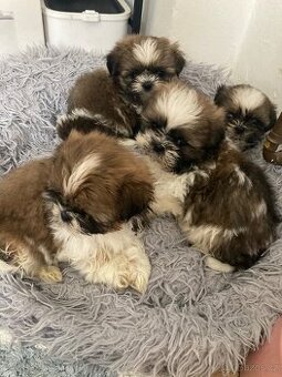 Shih-tzu