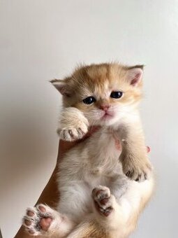 Britská zlatá koťátka s PP – předprodej, Praha