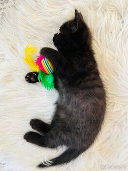 Britská kočička 8.týdnů