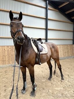 Dánsky teplokrvník 180 cm kvh , do športu ST - T