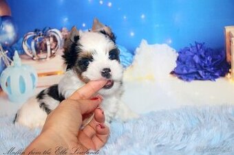 biewer terier s PP jorkšírský