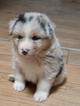 Australský ovčák s PP