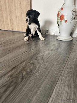 Stafordšírský bulteriér