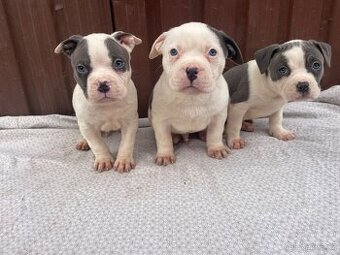 Americký stafordšírsky teriér