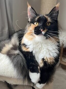 Mainská mývalí kočka bez pp