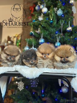 Pomeranian s PP FCI, kluci a holky