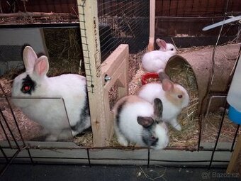 🐇 Tříbarevní zakrslí králíčci