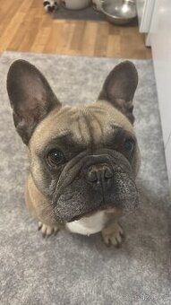 Francouzsky buldoček ke kryti