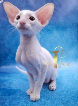 Orientální kocour Clayton Dream Wings