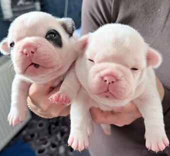 Francouzský buldoček štěňátka - 1