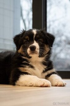 Australský ovčák Tricolor (dlouhý ocas) FCI z PP