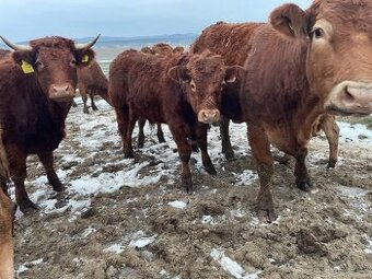 Prodám býky, býčky, zástav limousine