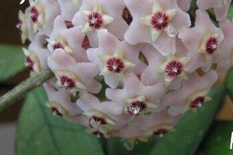 Voskovka Hoya carnosa - řízky