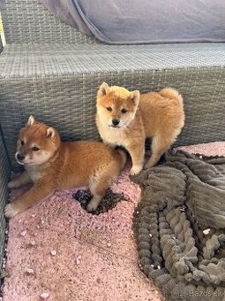Shiba inu