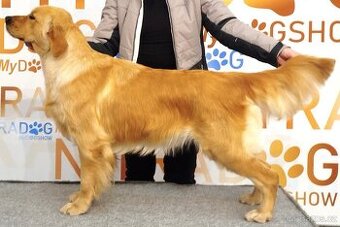 Zlatý Retrívr / Golden Retrívr / Retriever s PP