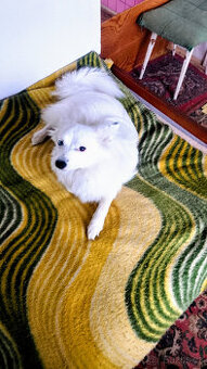 Německý špic středni strakoš s PP FCI