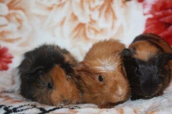 Morčátka krátkosrstá a dlouhosrstá holčičky i kluci z chs