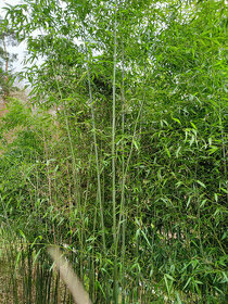 Bambusové kmeny