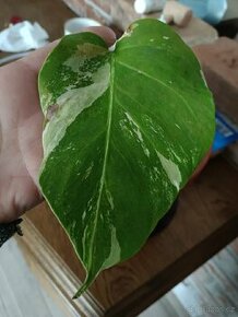 Monstera albo variegata - 1