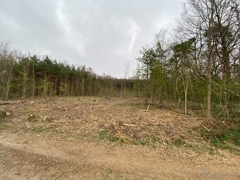 Lesní pozemek Bílé Podolí