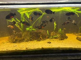 TROPHEUS BEMBA RED - 1