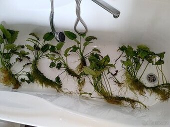 Anubias