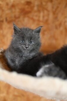 Mainská mývalí - maine coon - MCO - kočička POLLY - 1