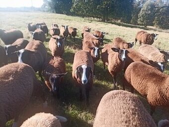 Plemenné jehnice Zwartbles